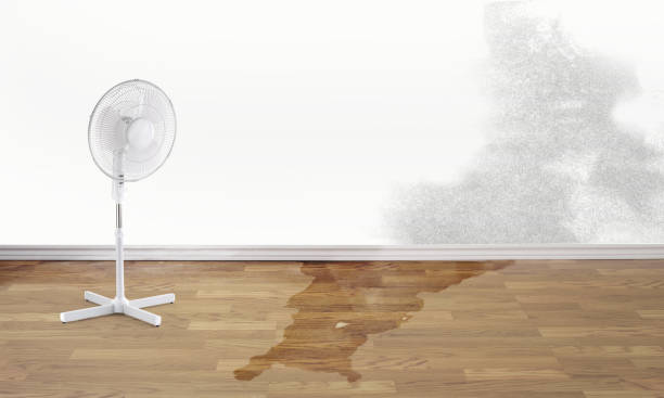 Best Carpet water damage restoration  in Taft, TX